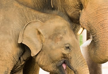 ANDREW SCRIVEN PHOTOGRAPHY